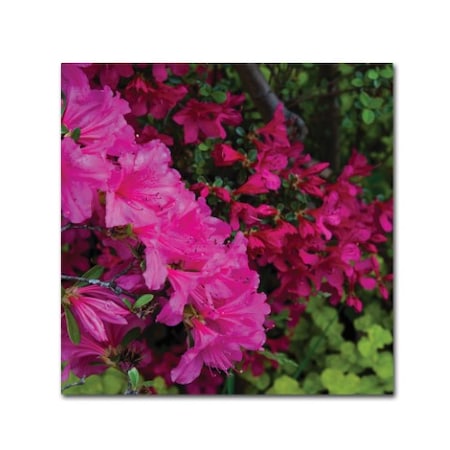Trademark Fine Art Kurt Shaffer 'Pink and Red Azalea Flowers' Canvas Art, 35x35 KS01363-C3535GG